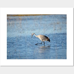 Sandhill Crane Wading thru Malheur NWR Posters and Art